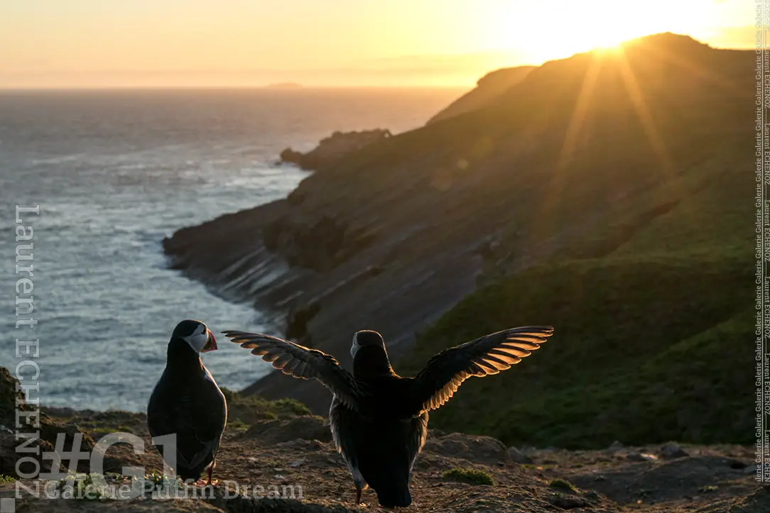 Echenoz-L-G1-146-sunset-with-puffin-wshop-1