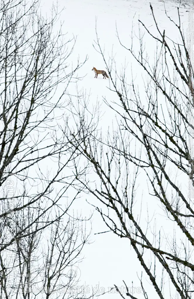 Echenoz-L-G2-005-Et-entre-les-branches-wshop-1