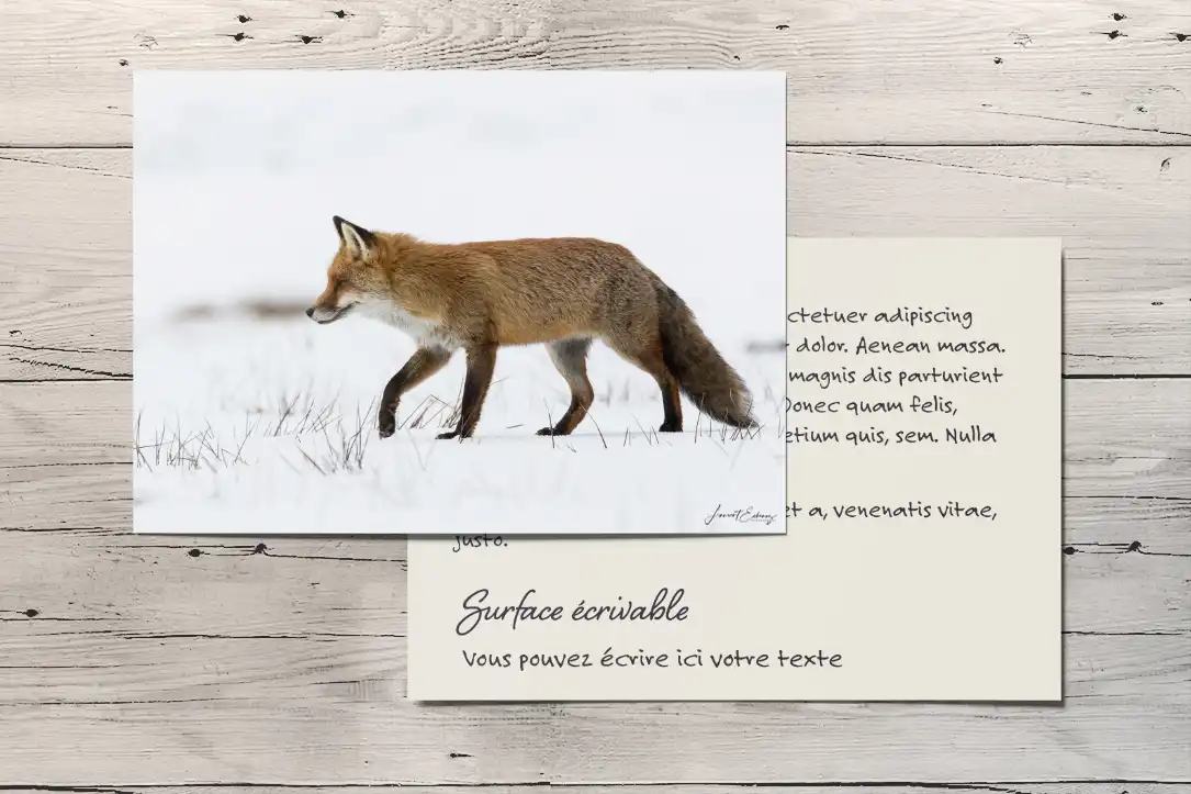 G2-007-Carte-Mr-Renard