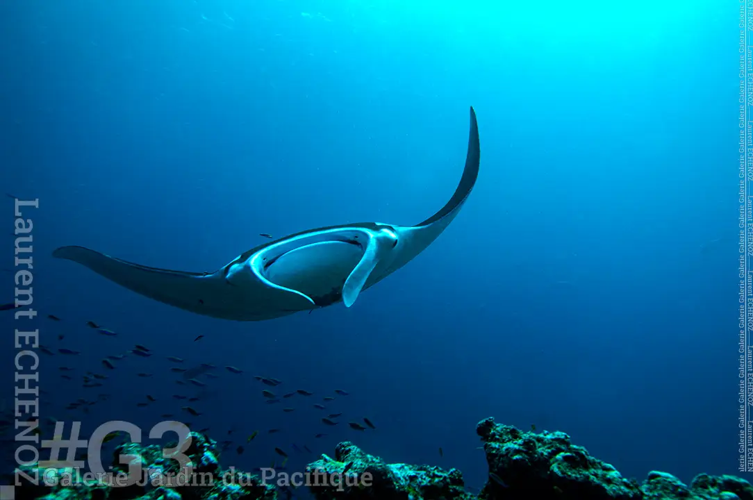 Echenoz-L-G3-009-The-Manta-playing-Ouva-wshop