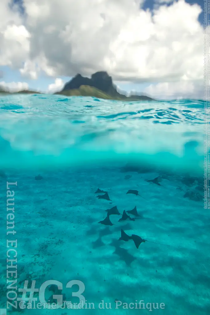 Echenoz-L-G3-034-Les-raies-de-Bora-wshop-1